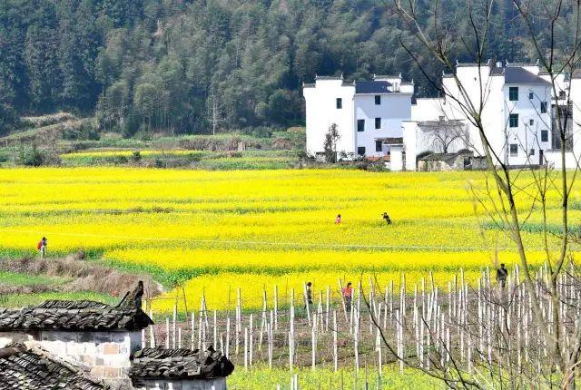 中國***美的鄉村景色，看看有你的家鄉嗎